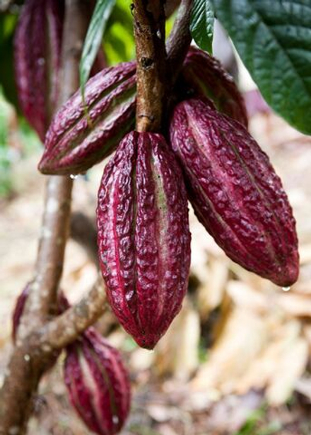 Финка Ана Мария