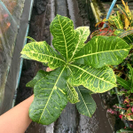 Кротон WHITE ROSE