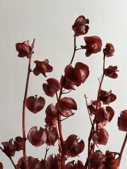 Физалис стабилизированный бордовый