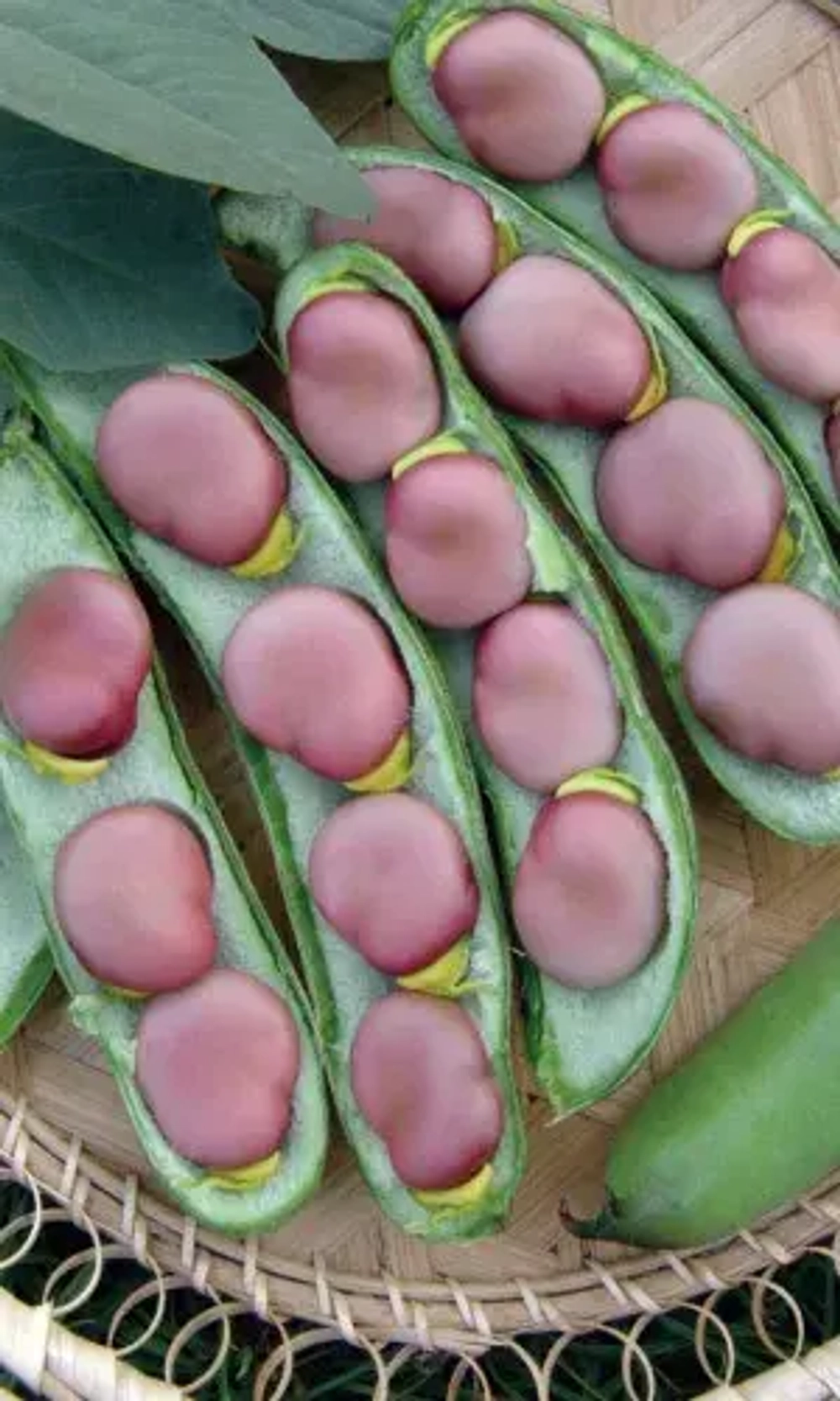 Бобы Черные Алмазы 10шт УрДачник