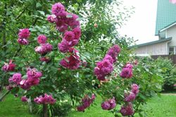 Старлет – Роз Мелина (Starlet-Rose Melina)