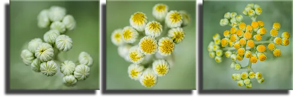 Модульная картина "Трио цветов"