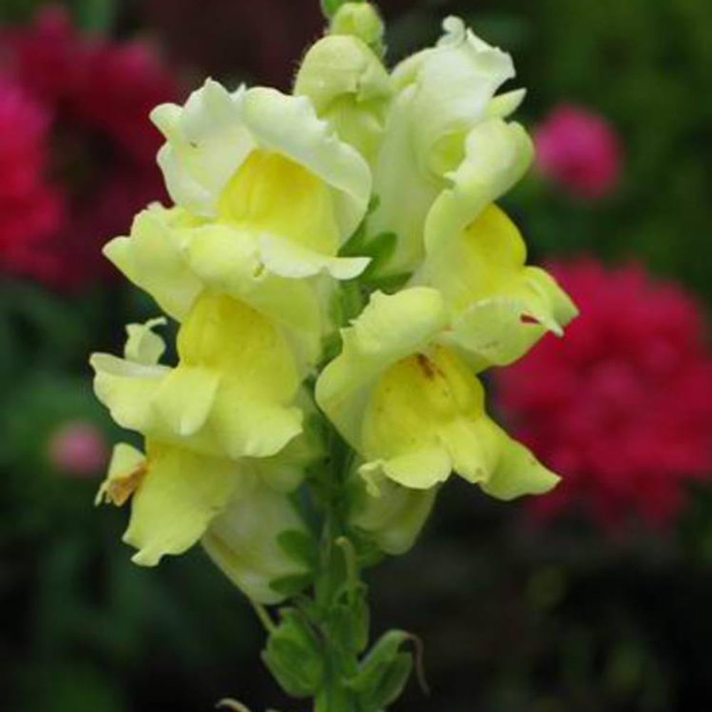 Львиный зев Флорал Шауэрс Еллоу (1000шт) Витагрин Профи