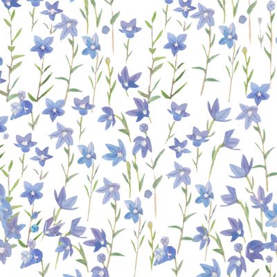 голубые колокольчики летние