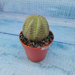 Euphoria Obesa (Эуфорбия)