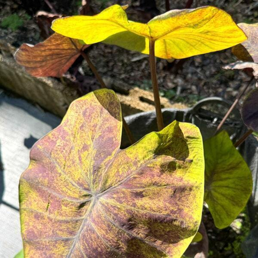 Колоказия STREAK BACK