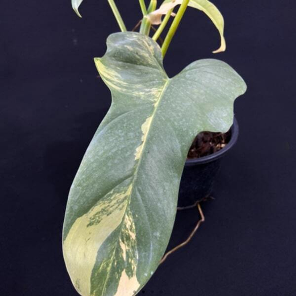 Филодендрон BIPENNEFOLIUM