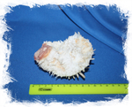 Ракушка Spondylus varius размер