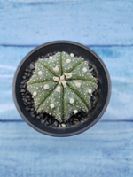Astrophytum Asterias (Астрофитум)