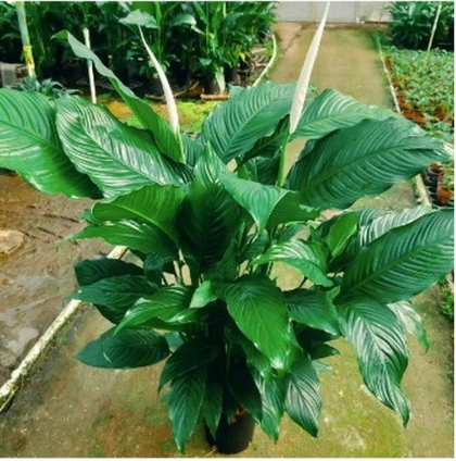 Спатифиллум д.21