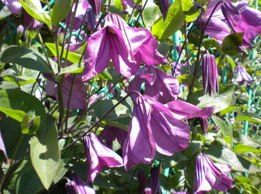 Клематис цельнолистный Память Сердца трехлетка наличие