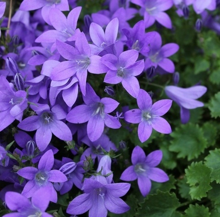 Колокольчик портеншлага "Blue Magic". Campanula portenschlagiana "Blue Magic".