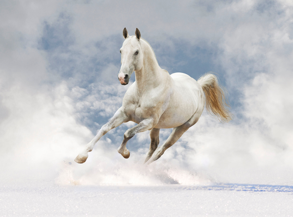 Коллекция Животные