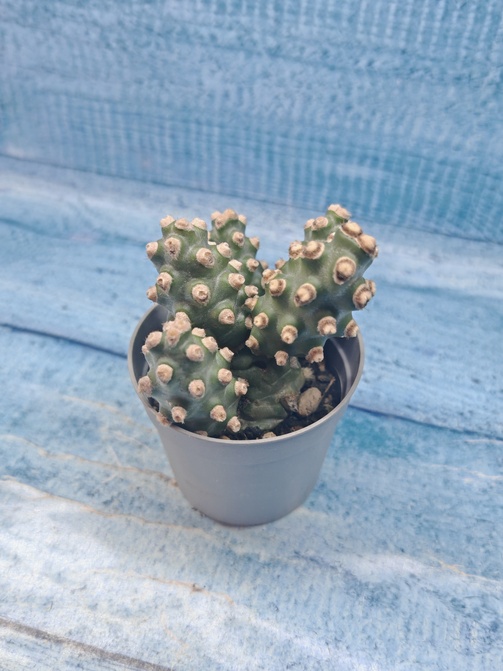Tephrocactus Molinensis (Тефрокактус)