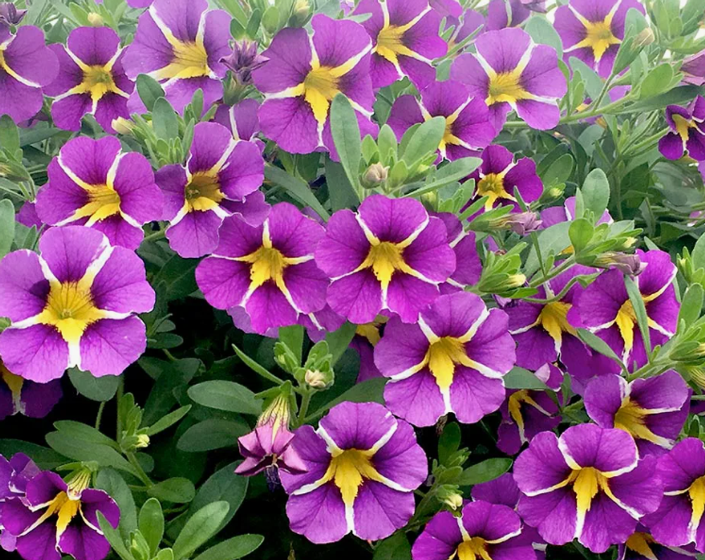 ЕВРО Калибрахоа Mini Famous Rave Violet укорененный черенок ОКС