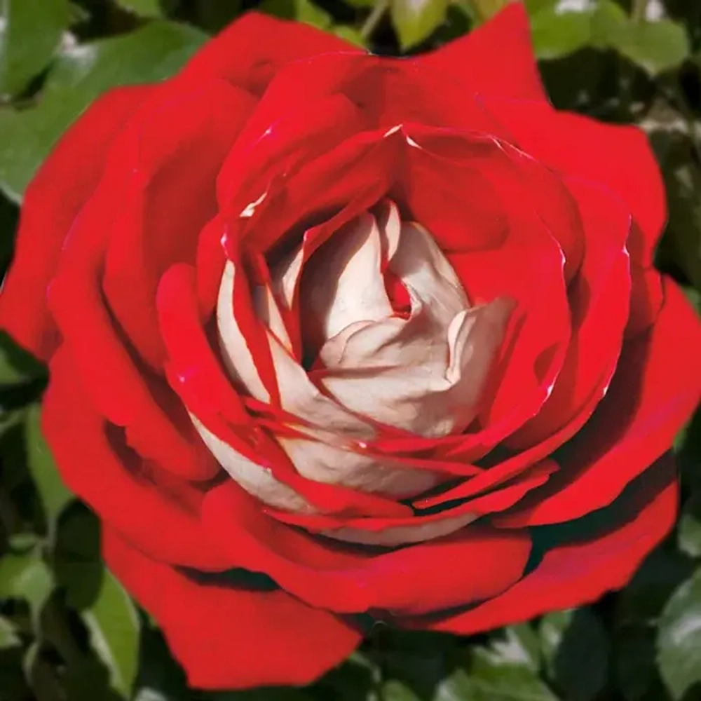 Роза Кроненбург