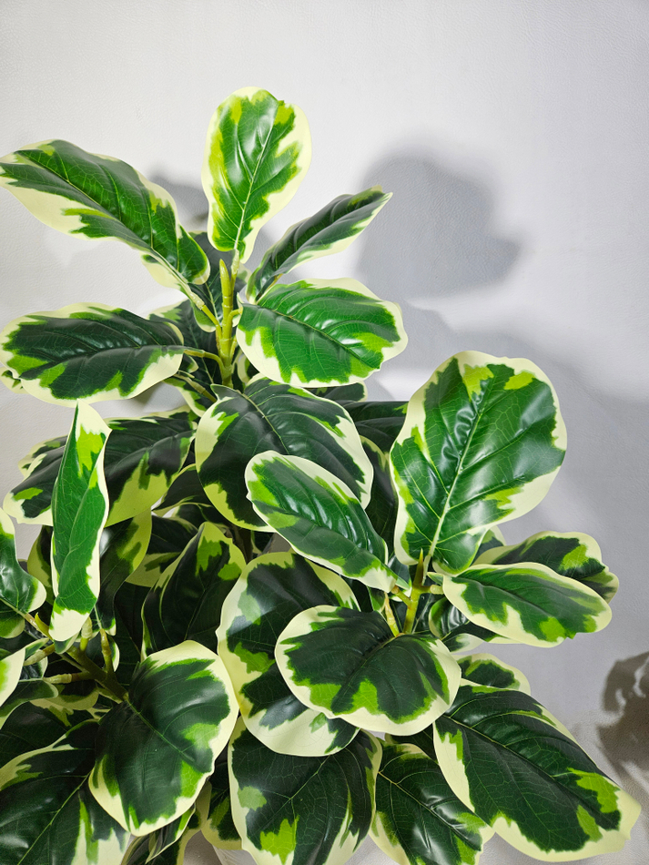 Искусственный фикус Лирата пестрый в кашпо