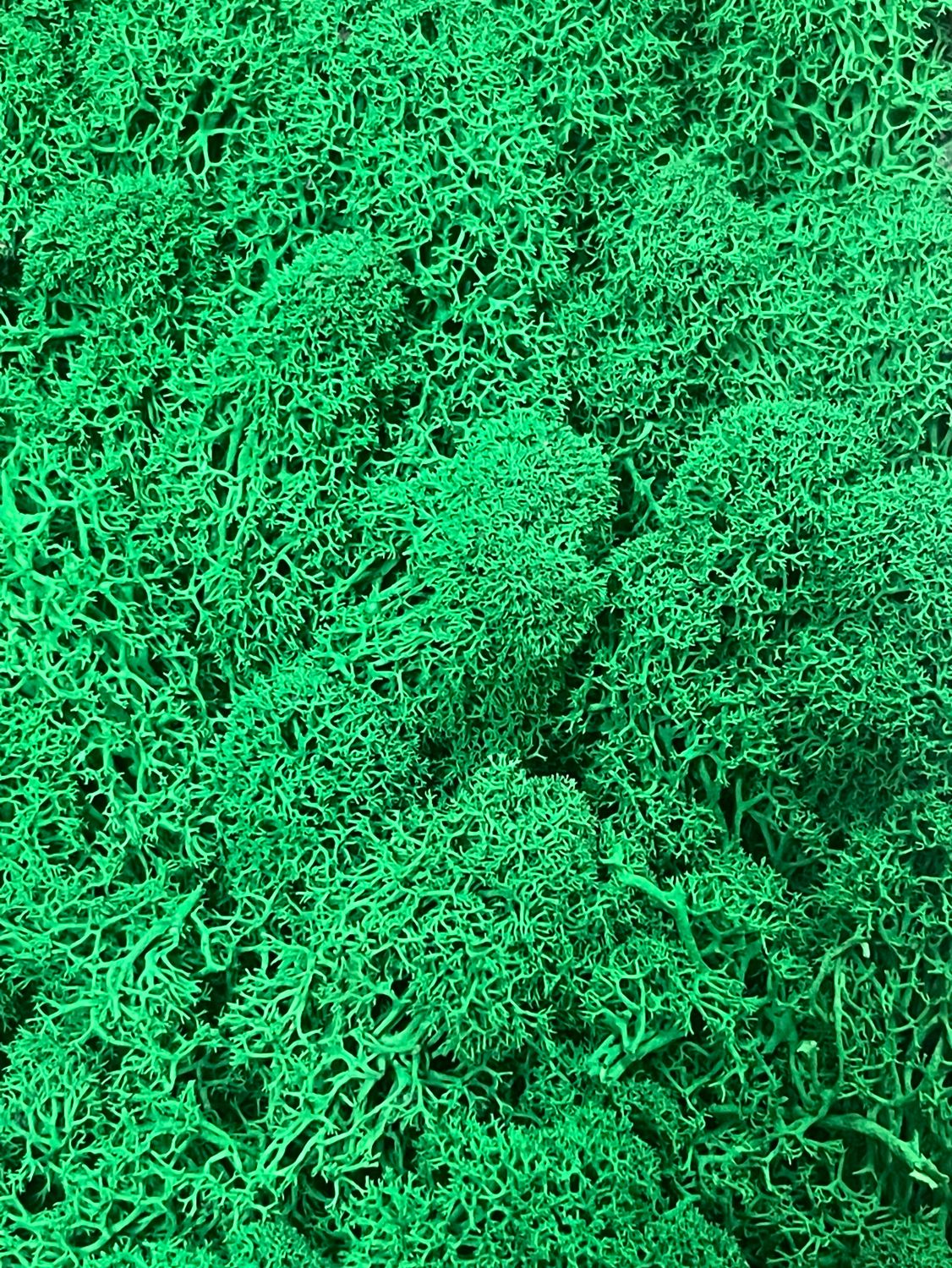 Мох стабилизированный , цвет: темно-зеленый 100г.