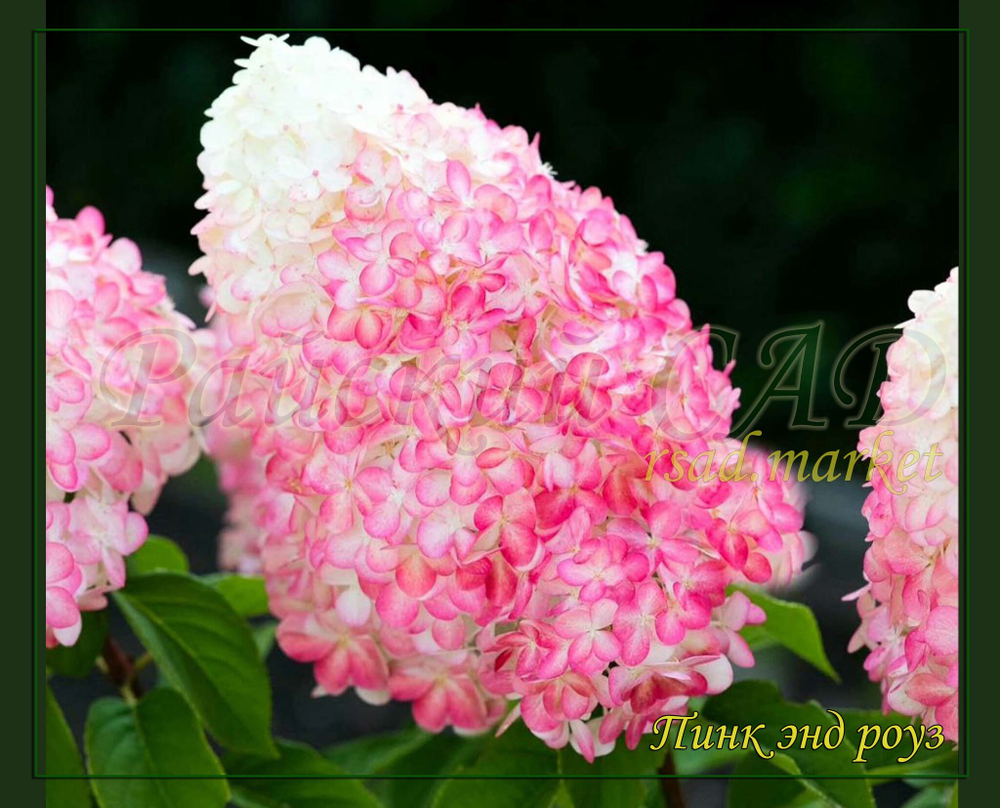 Гортензия метельчатая Пинк энд Роуз- Розовый и Роза (Hydrangea paniculata `Pink and Rose`)