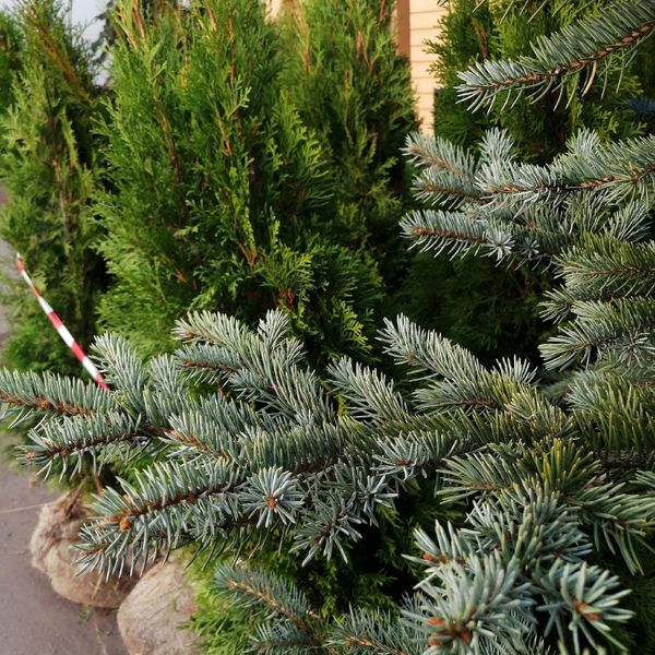 -20% на растения собственного производства