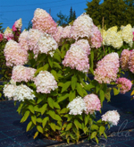 Гортензия метельчатая Magical Sweet Summer