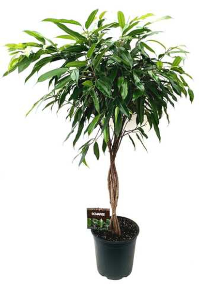 Фикус "Amstel King"