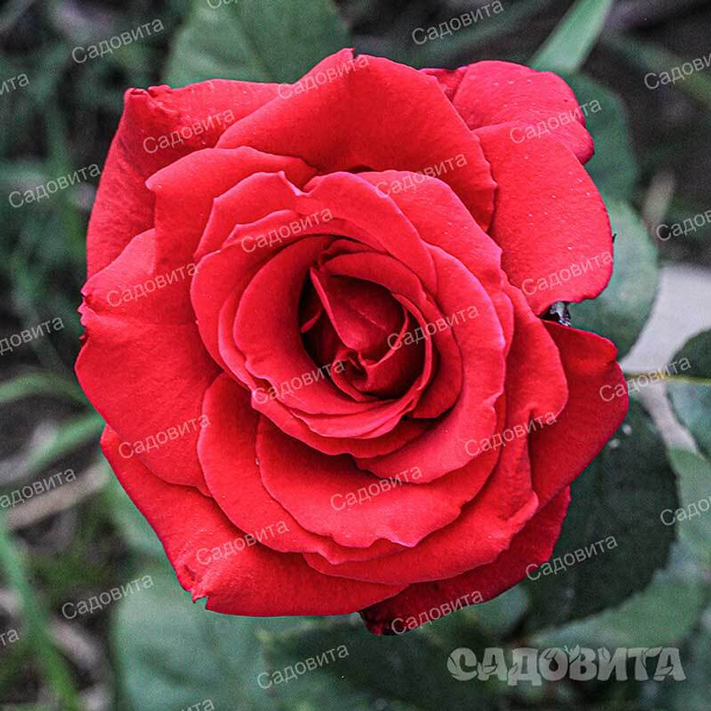 Роза чайно-гибридная Рэд Берлин Садовита
