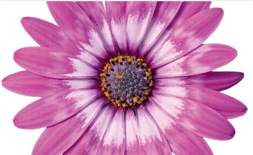 Остеоспермум Flower Power Lavender Feather ЕВРО ОКС укорененный черенок