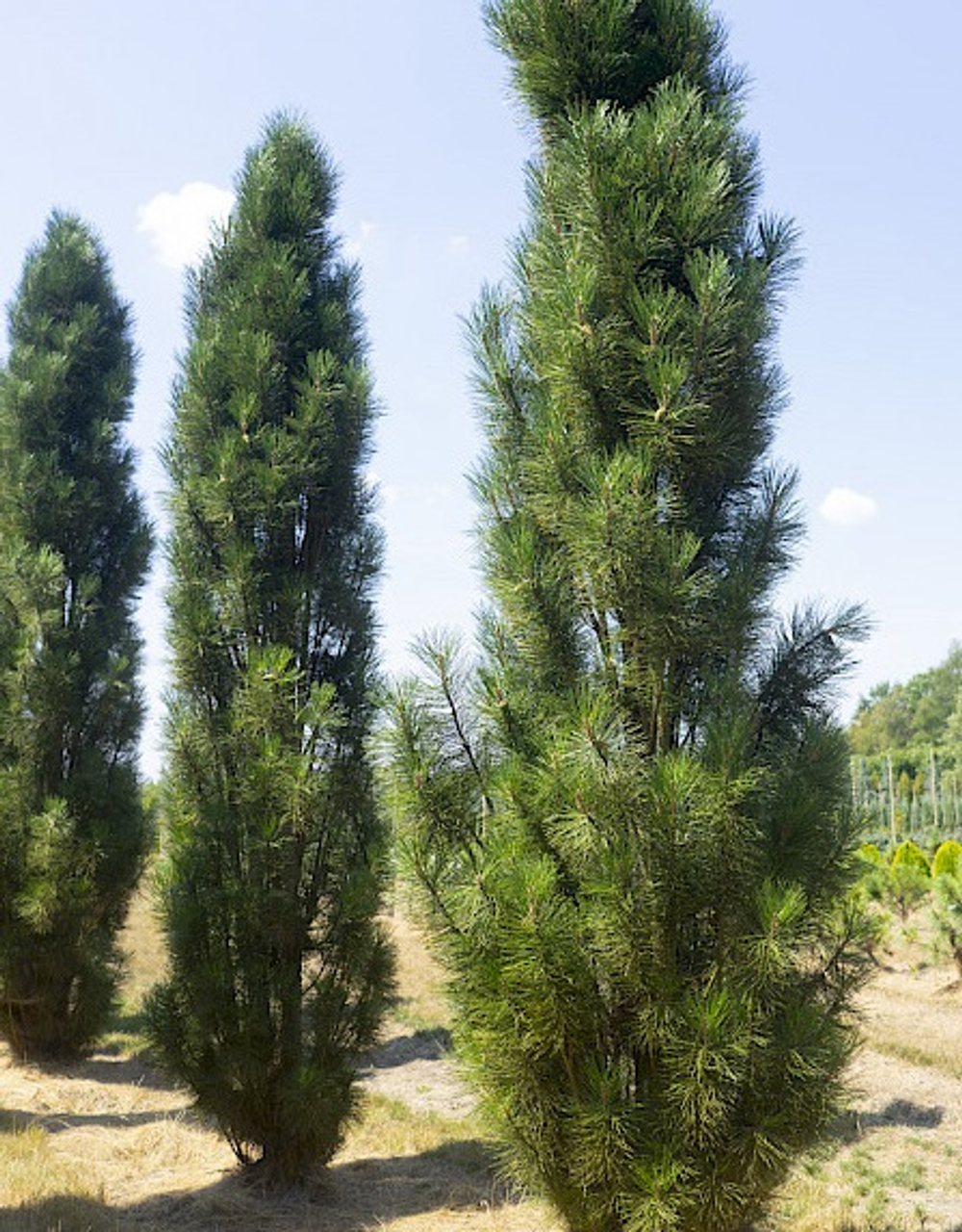 Сосна черная Молет С5 20-30