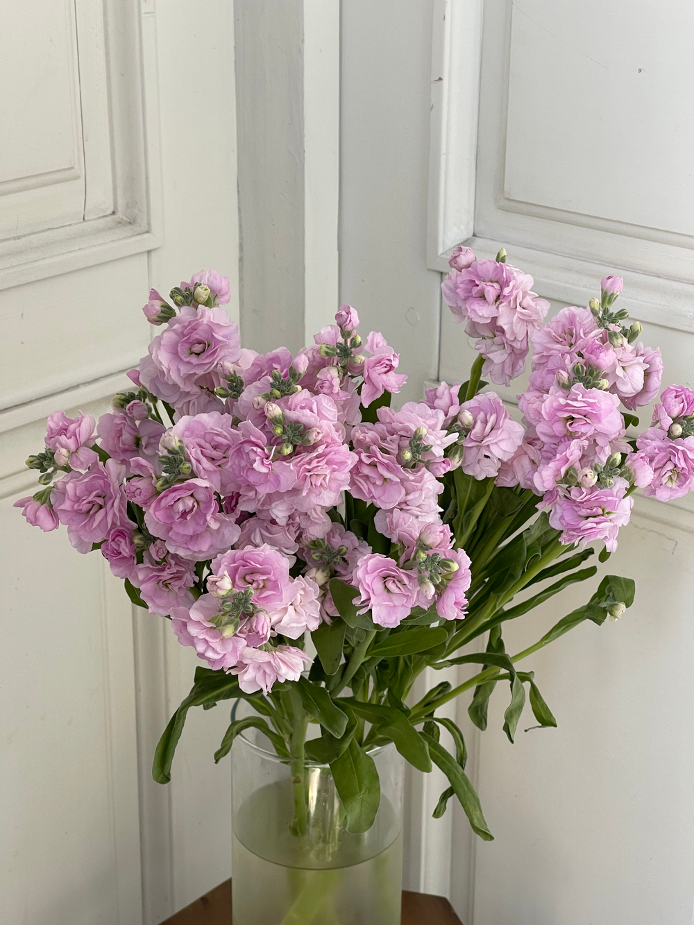 Маттиола кустовая в розовом оттенке