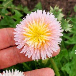 РОЗОВЫЙ Одуванчик - Taraxacum pseudoroseum
