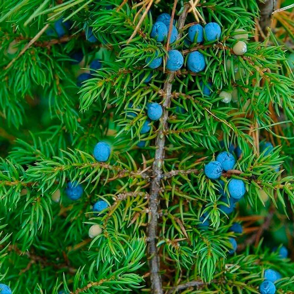 фото можжевельника-adonnis.ru