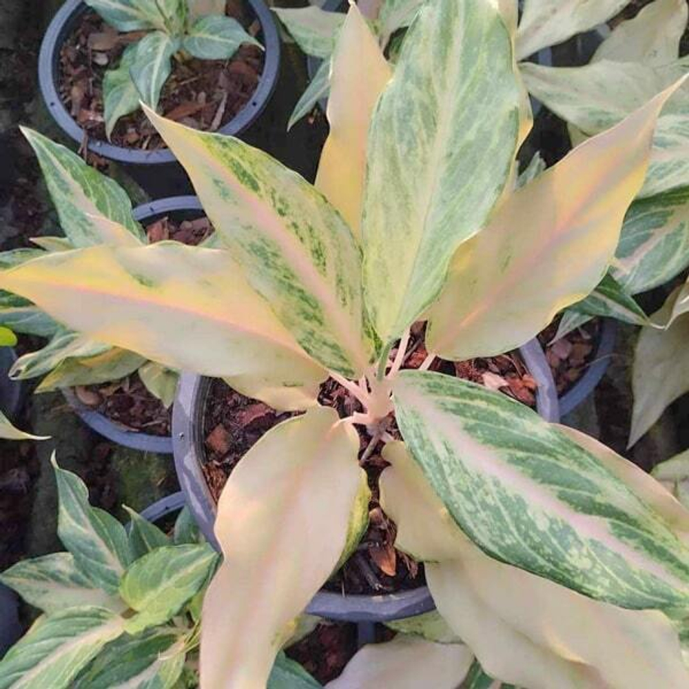 Аглаонема SANDY