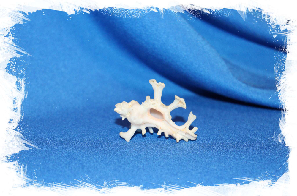 Ракушка Murex Zamboi, Мурекс замбои. Купить