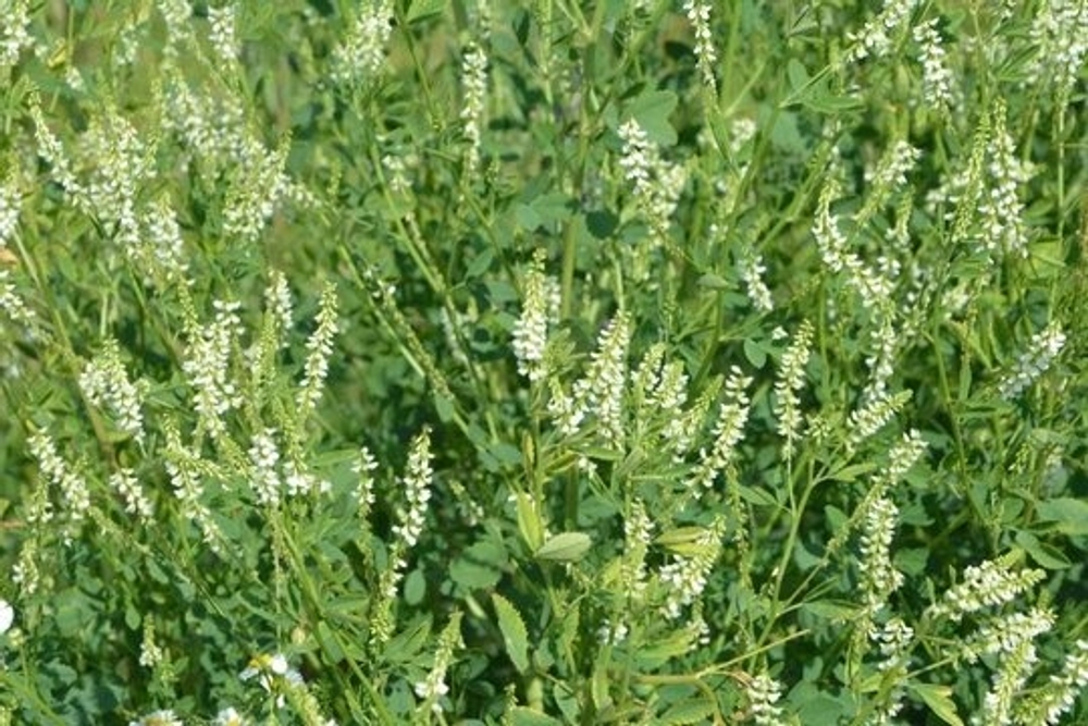 Донник Травяной сбор 60г