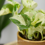 Эпипремнум Хэппи Лиф 12/15