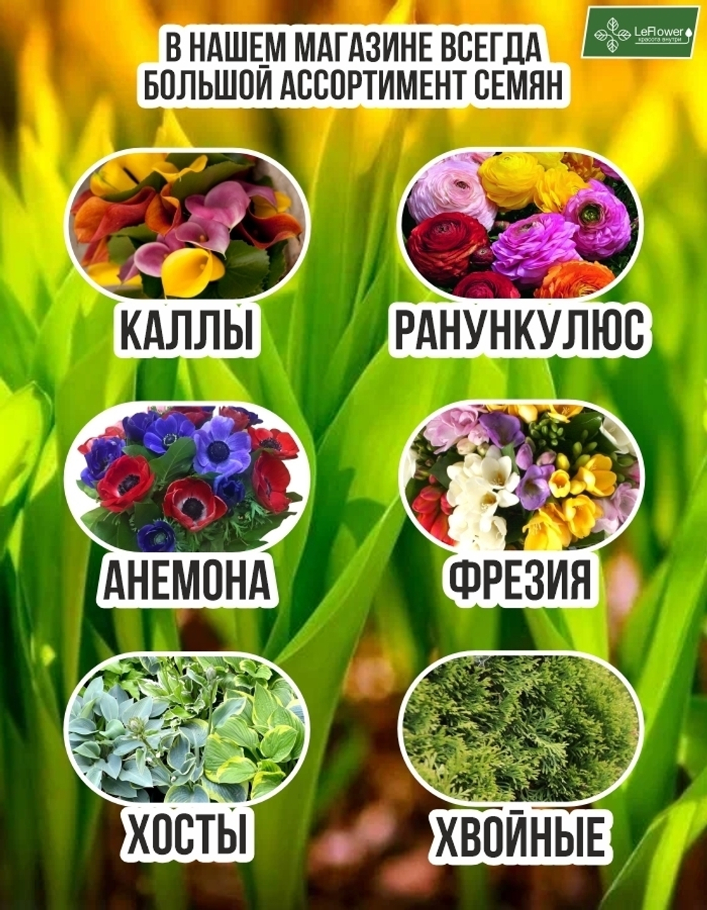 Гладиолус Луковица, Флево Шайн, крупные, 10шт