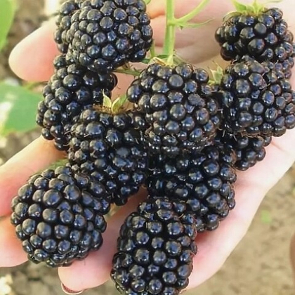 Ежевика Лохтей