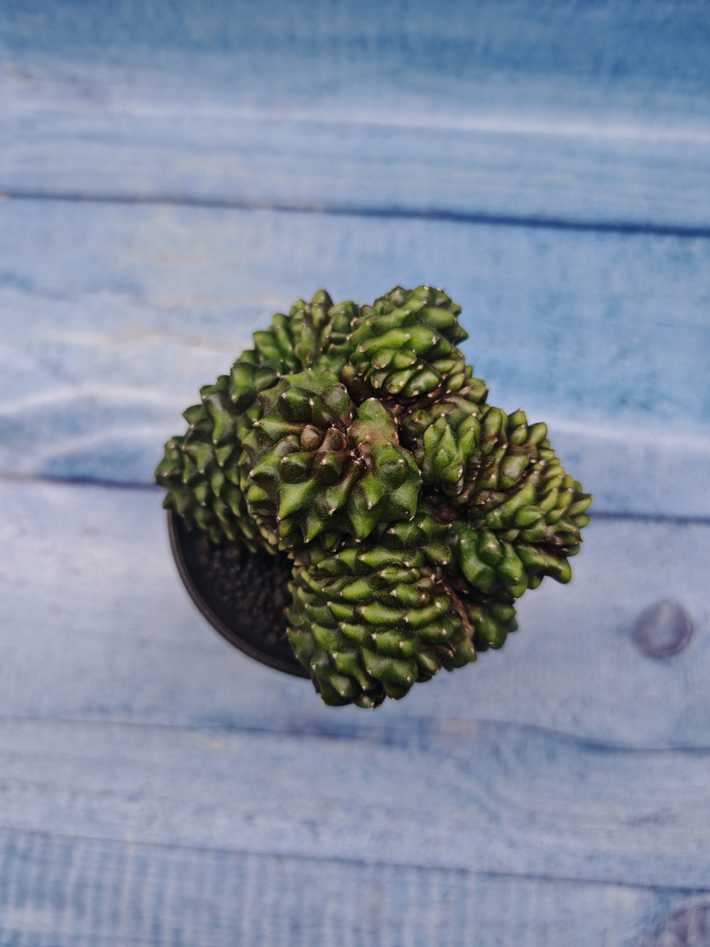 Gymnocalycium Spineless Crested form (Гимнокалициум Кристатный)