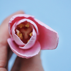 Молды силиконовые Набор для лепки Тюльпанов 3 шт. / вайнеры для лепестков 3 видов: пионовидный, резной и овальный