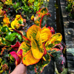 Кротон RUNG RAWEE