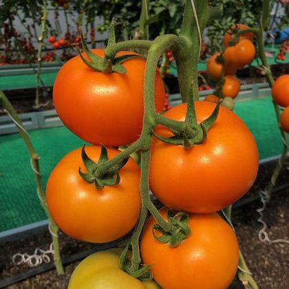 Купить семена томата в профессиональной упаковке оптом - АГРООПТ