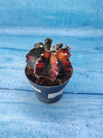 Gymnocalycium Variegata (Гимнокалициум Вариегатный)