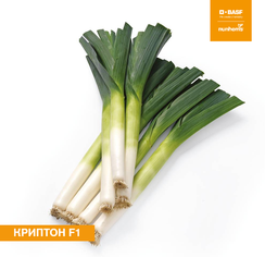 Криптон F1 семена лука порей (Nunhems / Нюнемс)