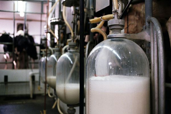 Минпромторг предложил не выдавать ветеринарные сертификаты на молочные продукты без маркировки