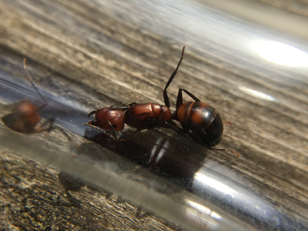 Camponotus nicobarensis