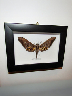 Бражник Adhemarius tigrina в рамке