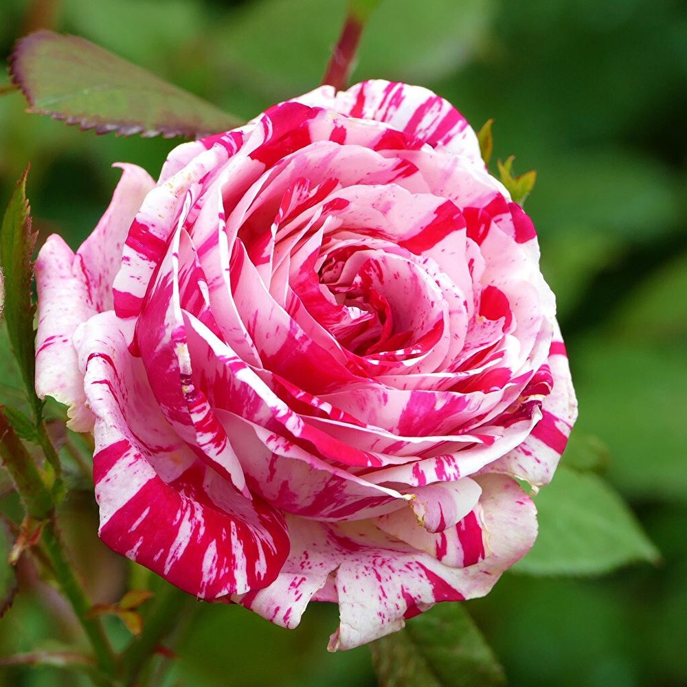 Роза чайно-гибридная Сатин