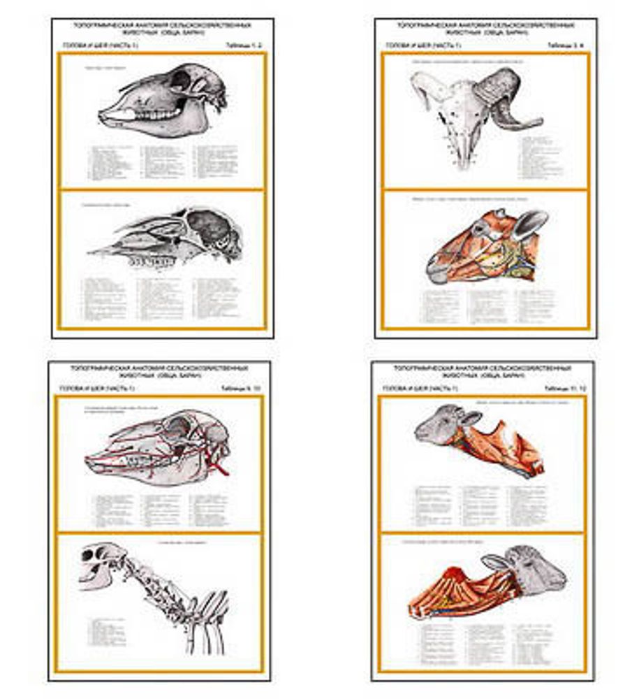 Плакаты ПРОФТЕХ &quot;Топограф. анатомия. Овца, баран. Голова и шея&quot; (7 пл, винил, 70х100)