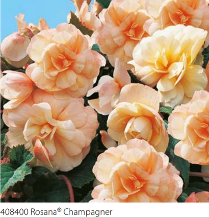 Бегонии, пеларгонии и колеусы Volmary поставка март